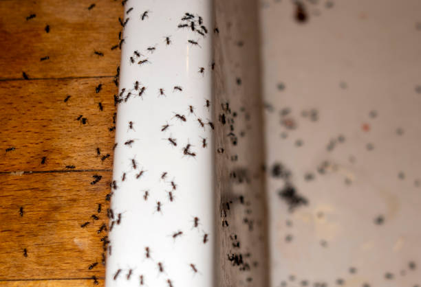 Best Best Pest Control Companies  in Sawyerwood, OH