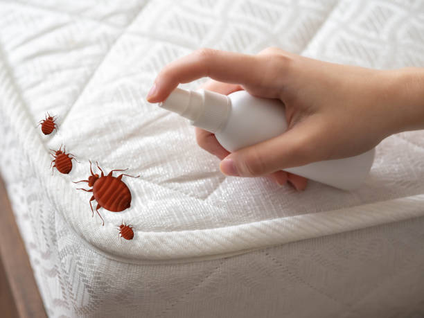 Best Emergency Pest Control  in Sawyerwood, OH