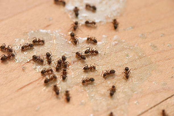 Best Pest Control Near Me  in Sawyerwood, OH