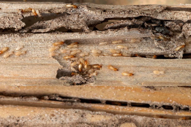 Best Pest Prevention Services  in Sawyerwood, OH